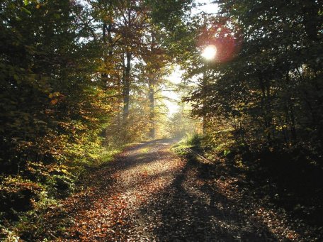 Im Nationalpark Eifel findet sich ein hoher Anteil wertvollen Totholzes. Foto: S. Wilden