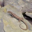 Im Nationalpark Eifel lebt die größte Mauereidechsen-Population Nordrhein-Westfalens. Insgesamt beherbergt das Großschutzgebiet über 460 gefährdete Tier- und Pflanzenarten. (Quelle: S. Wilden)