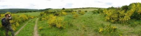 Im Nationalpark Eifel steht die Blüte des Ginsters bevor.