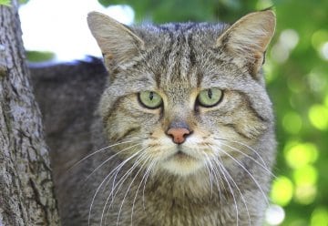 Im Nationalpark gibt es Wildkatzen.