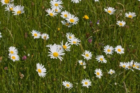 Im Sommer fällt das Weiß der Wiese-Margerite (Leucanthemum vulgare) inmitten des Grüns auf.
