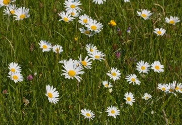 Im Sommer fällt das Weiß der Wiese-Margerite (Leucanthemum vulgare) inmitten des Grüns auf.