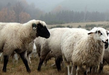 In Zukunft gibt es Bio-Schafe aus dem Nationalpark Eifel