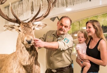 In den „Wildnis(t)räumen“ dreht sich alles um den Rothirsch