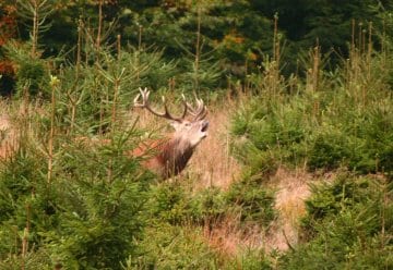 Indianische Weisheiten und brüllende Hirsche