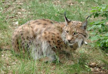 Initiative "Pro Luchs und Co." gegründet