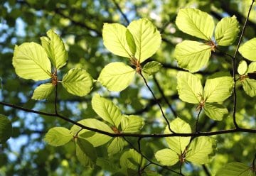 Johannistag im Nationalpark-Zentrum Eifel