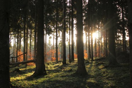 Junge Buchen strecken sich der Sonne entgegen.