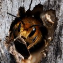 Kleine Dinge groß herausbringen: Das uns noch Vieles mehr lernen Interessierte bei einem Workshop im Nationalpark-Zentrum Eifel von Fotografen Paul Kornacker.