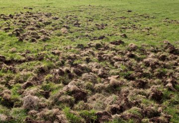 Kurzzeitige Straßensperrung am Samstag: Jagd auf Wildschweine in Kooperation mit Nationalpark-Nachbarn