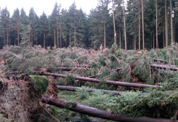 Kyrill`s Folgen, 23. Januar 2007