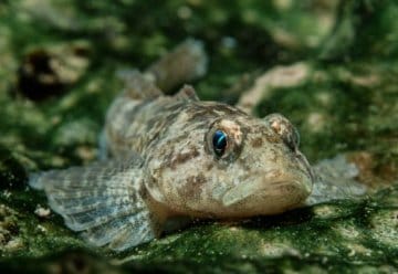 LIFE+-Arbeiten an verschiedenen Fließgewässern im Nationalpark