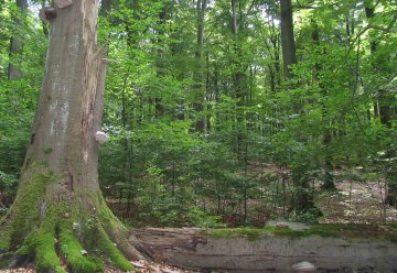 Landeswaldinventur: Nationalparkforstamt Eifel verzeichnet viel Totholz