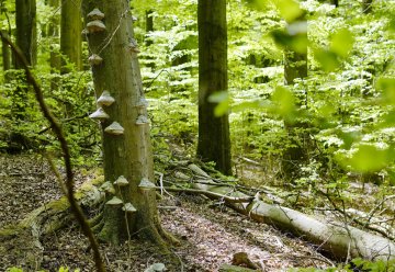 Les Parc Nationaux protègent la nature autochtone - telle qu’elle devrait être si la nature était laissée à elle-même et lorsqu’elle se développe sans l’intervention humaine.