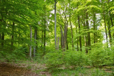 Les forêts qui poussent sur le terrain du Parc National sont le résultat d’une histoire millénaire.