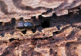 Man muss schon sehr genau hinsehen, um die nur wenige Millimeter großen Tiere zu erkennen. 