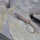 Mauereidechse. Quelle: S. Wilden