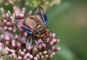 Mehr als 1.900 Rote Liste Arten im Nationalpark Eifel erfasst