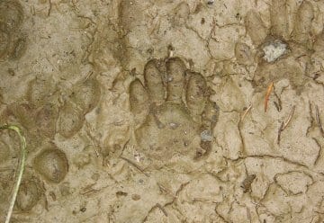 Mit Experten auf Spurensuche im Nationalpark