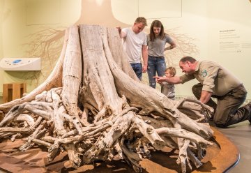 Mit Nationalpark-Ranger unterwegs: „Wildnis(t)räume“ und Waldspaziergang