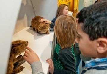 Mit dem Ranger unterwegs: Wildnis aus Wasser und Wald