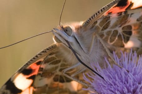 Mit den blühenden Wildwiesen und Bachtälern kommen auch die Wanderfalter unter den Schmetterlingen aus ihren Winterquartieren in den Nationalpark Eifel. Foto: A. Pardey