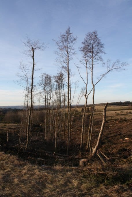 Mit der Entfichtung der Bachtäler kommt die Nationalparkverwaltung der Zielvorgabe nach, heimische Pflanzenarten wie die Erle zu schützen. Foto: Nationalparkverwaltung