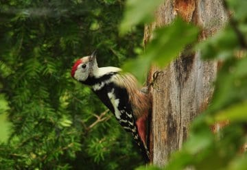 Mittelspecht_H. Pützler.jpg