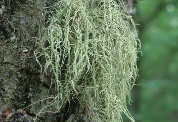 Moose und Flechten als wichtige Indikatoren für Waldbefinden