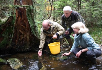 Nationalpark Eifel soll Lebensraum für den Steinkrebs werden