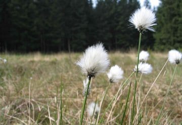 Nationalpark Eifel sucht Freiwillige für das Ökologische Jahr 2015 / 2016