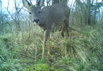Nationalparke zählen Huftiere - Bundesweites Wildtiermonitoring liefert erste Ergebnisse und startet in die zweite Runde