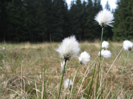  Naturinteressierte können sich jetzt für ein Freiwillig Ökologisches Jahr im Nationalpark Eifel bewerben.