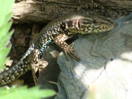 Neben der Mauereidechse sind mehr als 1.800 gefährdete Tier- und Pflanzenarten im Nationalpark Eifel beheimatet. Foto: U. Schaar