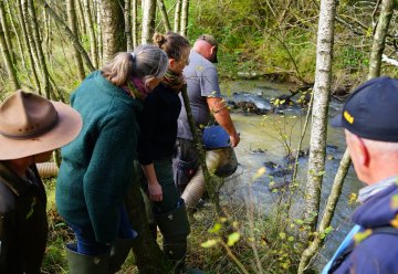 Neue Chancen für die Flussperlmuschel im Nationalpark Eifel