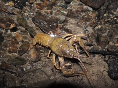 Neuer Artenfund im Nationalpark Eifel: Im Rahmen eines Krebsmonitorings hat die Nationalparkverwaltung den Galizischen Sumpfkrebs entdeckt. Foto: S. Twietmeyer