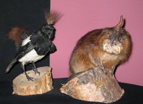 Nicht nur an Karneval einen Besuch wert: Die Ausstellungen der Nationalpark-Tore in Heimbach, Schleiden-Gemünd, Simmerath-Rurberg und Monschau-Höfen. Quelle: Nationalparkforstamt Eifel