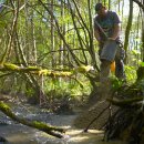Nicht nur vom Aussterben bedrohte Flussperlmuscheln profitieren davon, dass sich der Kies im Bach verteilt. So nutzen beispielsweise Bachforellen das Sediment, um darin zu laichen.