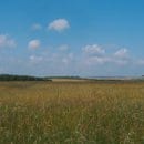 Offenland auf der Dreiborner Hochfläche im Nationalpark Eifel (Bildautorin: N. Kolster)