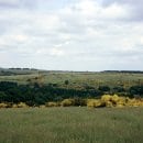 Offenlandfläche auf dem Gelände der Dreiborner Hochfläche