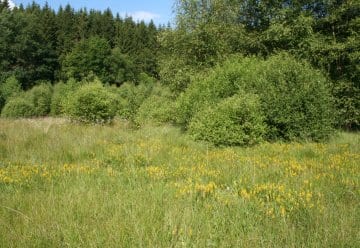 On ne rencontre les tourbières hautes et intermédiaires que là où l’on trouve des sols pauvres en nutriments et où les précipitations atteignent plus de 1 000 millimètres par an.