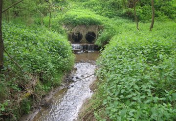 Panzerüberfahrt im Nationalpark Eifel renaturiert