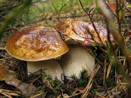 Pilze erfüllen wichtige Funktionen in einem Ökosystem und dürfen in einem Großschutzgebiet wie dem Nationalpark Eifel nicht entfernt werden. Im Nationalpark Eifel herrscht absolutes Sammelverbot.