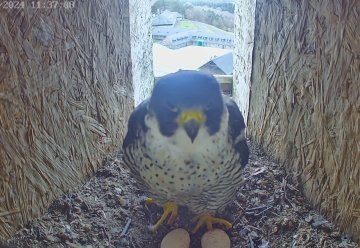 Pünktlich zu Ostern: Zwei Eier liegen schon im Nest 