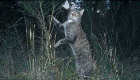 Quelle: Nationalparkforstamt Eifel. Die Bildbeschreibung finden Sie bitte unter der PM.
