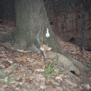 Quelle: Nationalparkforstamt Eifel. Die Bildbeschreibung finden Sie bitte unter der PM.