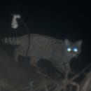 Quelle: Nationalparkforstamt Eifel. Die Bildbeschreibung finden Sie bitte unter der PM.