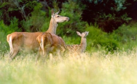 Rothirsch2_Paul Bey.jpg