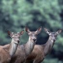 Rothirsche stehen wieder im Mittelpunkt des fünften Infoabends zum Thema „Rothirsch und Wildbestandsregulierung im Nationalpark Eifel“. Foto: H. Pieper