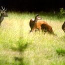 Rotwild im Nationalpark Eifel. Quelle: J. Bey